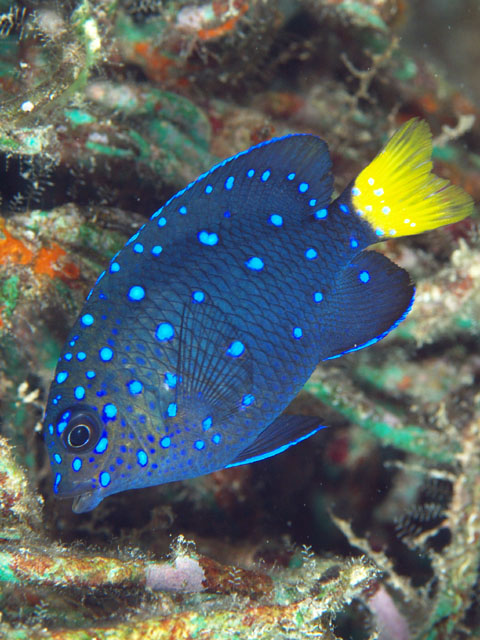 MICROSPATHODON CHRYSURUS